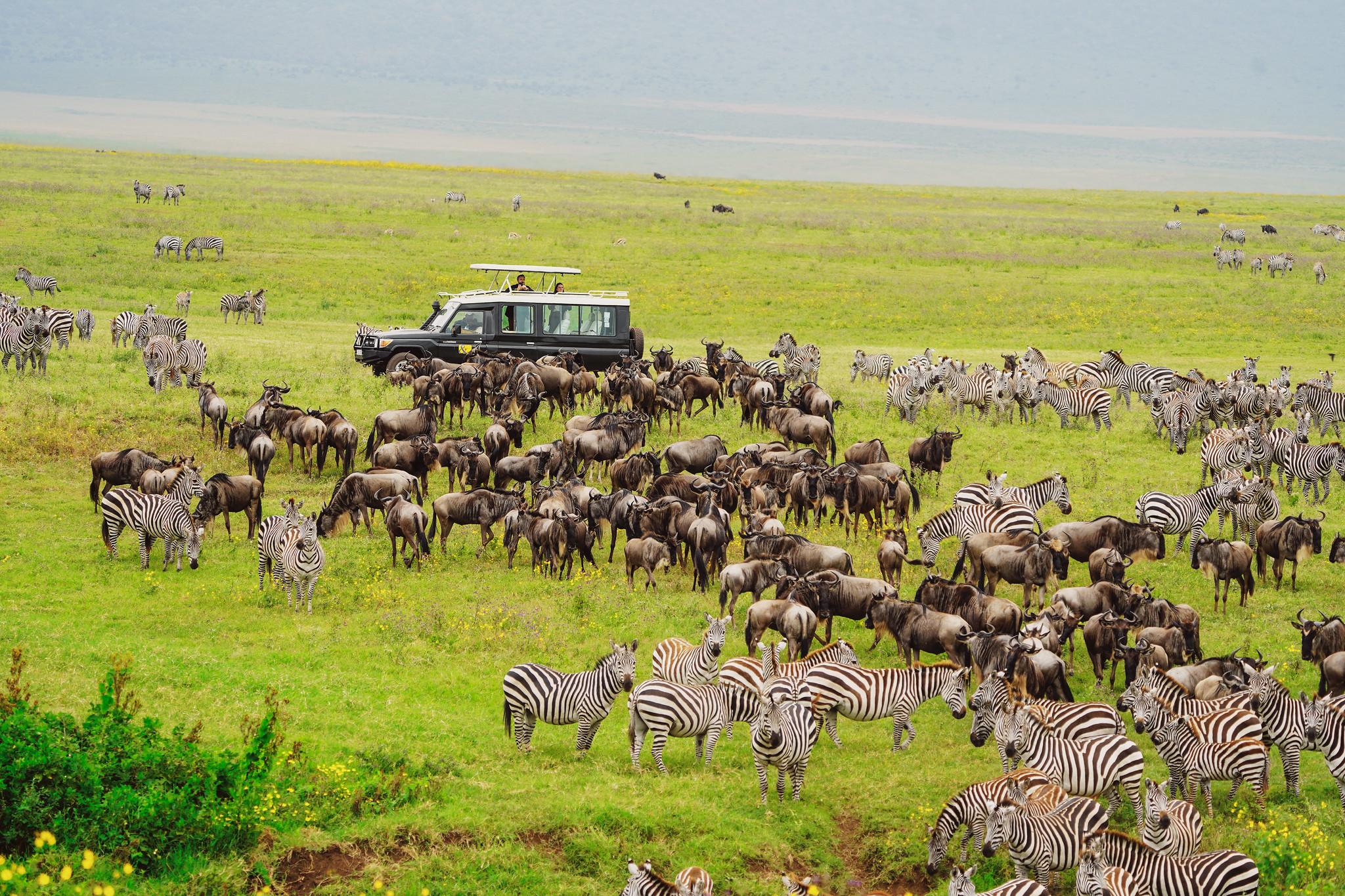Safari vehicle viewing elephants and savannah in Serengeti