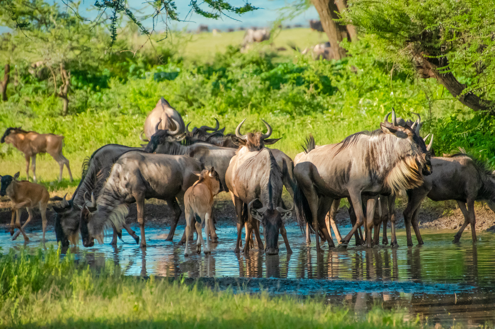 Wildebeest herds with newborn calves in the Serengeti