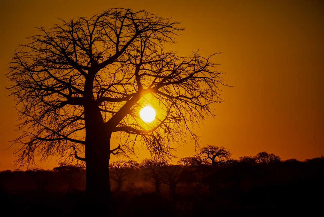 Sunset over the Tanzanian savannah – best time to visit