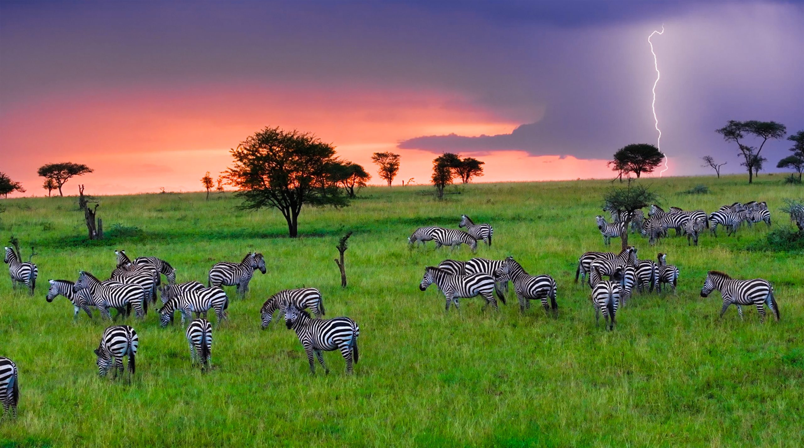 Lush green landscapes and wildlife during Tanzania's green season