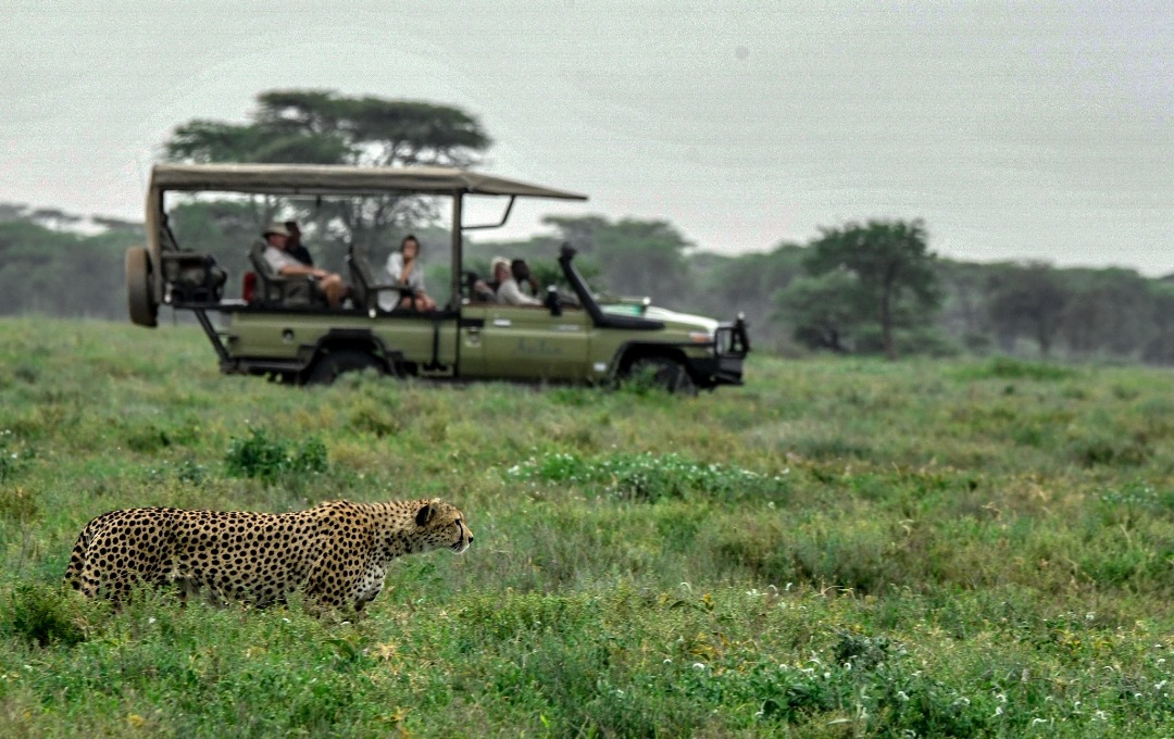 Serengeti safari with zebra and wildebeest