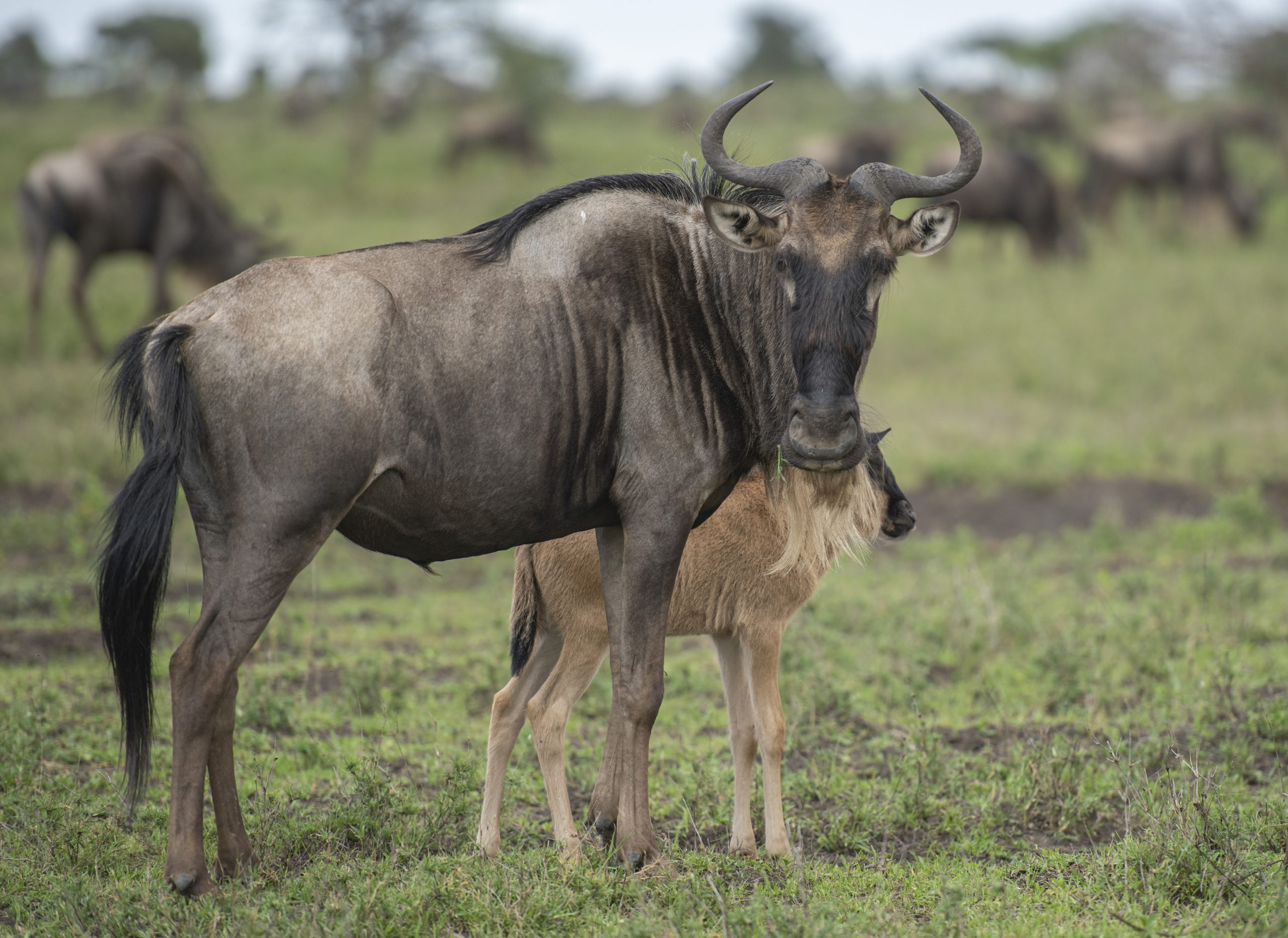 Wildebeest and zebra calving season in the Serengeti plains