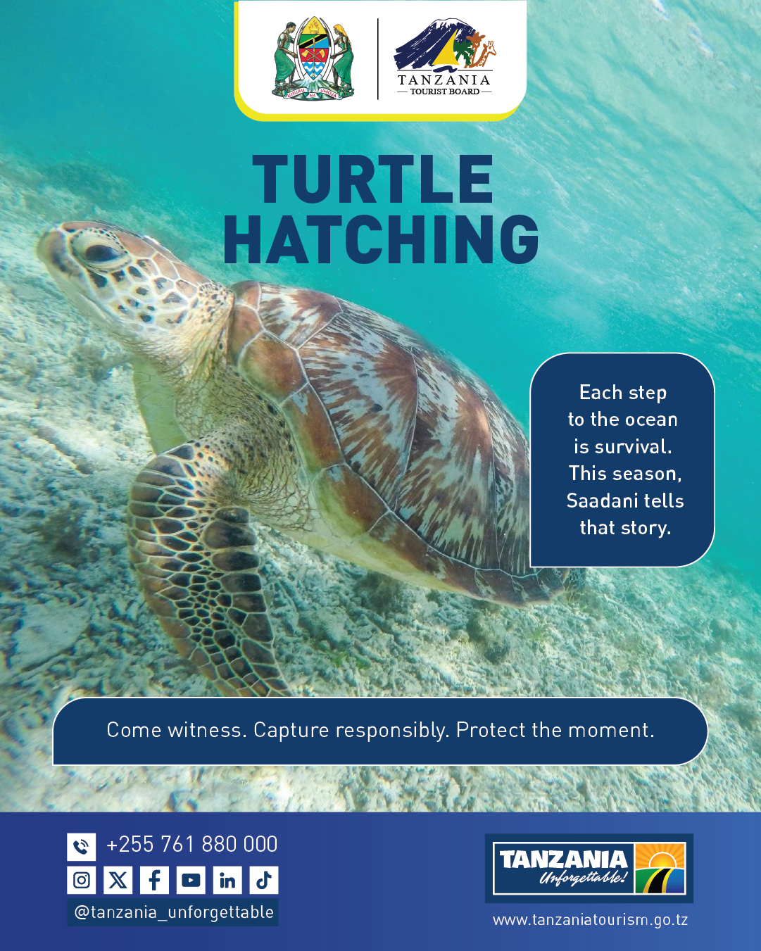 Turtle Hatching Season poster