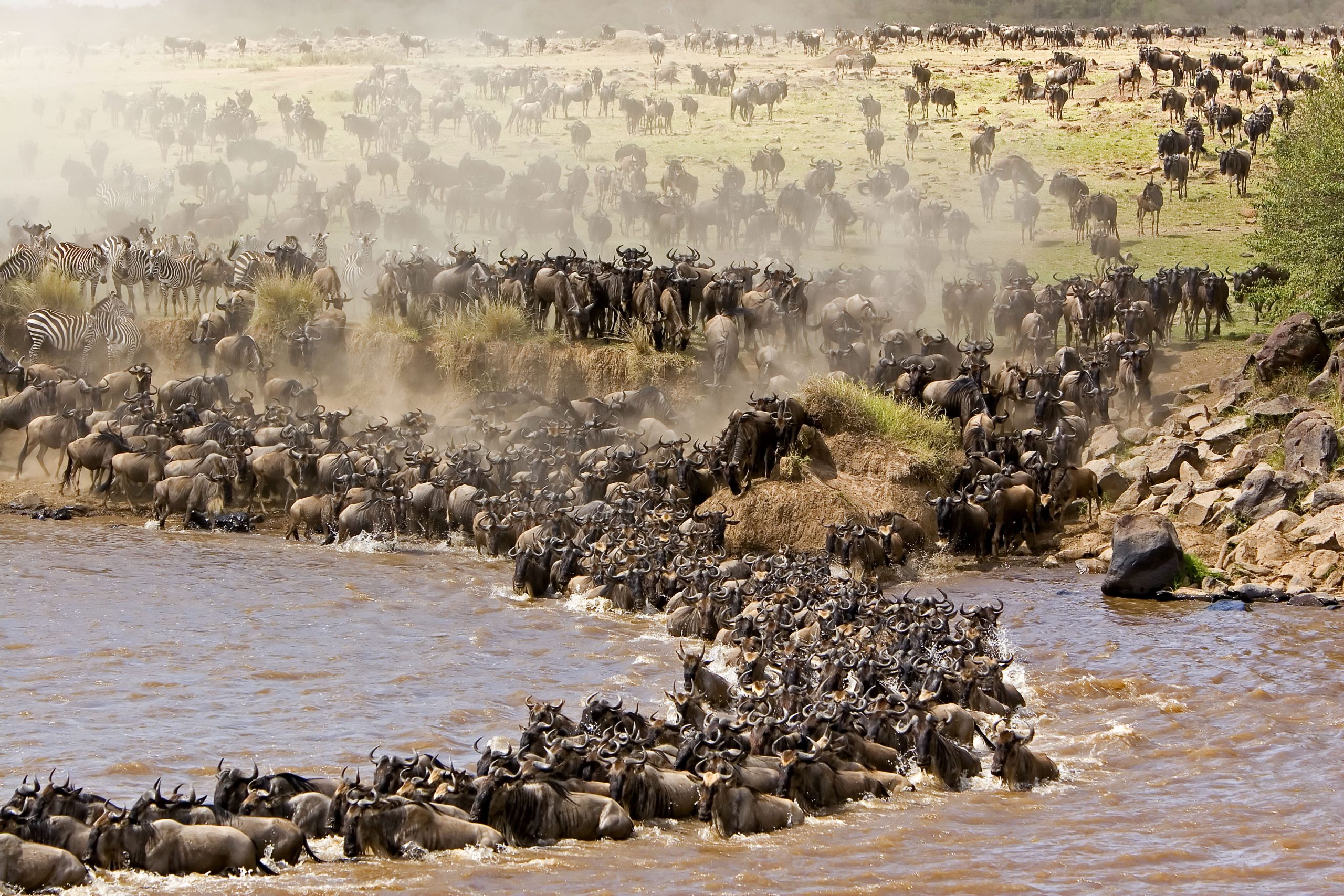 Wildlife Safari in Tanzania
